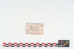 Etikett zu Eisenlanzenspitze (NHMW-PRAE-002244)